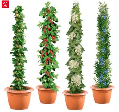 4er Set SäulenobstPflanzen (Weiße Johannisbeeren, Grüne Stachelbeeren