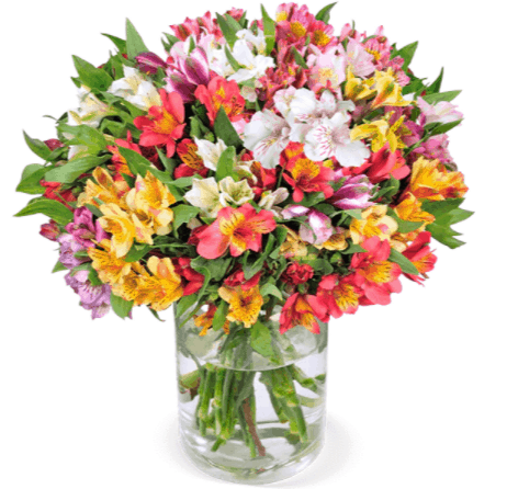 40 Inkalilien mit bis zu 300 Blüten für 23,98 € inkl. Versand 💐