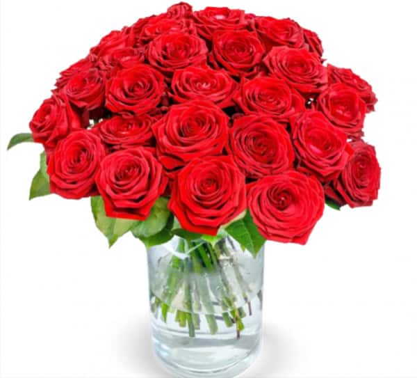 33 Red Naomi Rosen mit XXL Blütenkopf für 27,98 € inkl. Versand 🌹