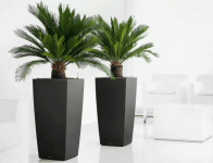 2x Japanischer Palmfarn (Cyca Revoluta ca 50- 70 cm ), für 33,24 € inkl. Versand