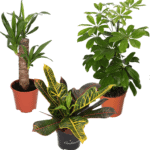3er-Set Pflanzen: Monstera (55cm-65cm) – Yucca (45cm-50cm) – Pachira (45-50cm) für 23,98 € inkl. Versand
