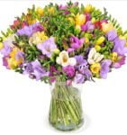 Blumenstrauss mit 50 Freesien und 400 Blueten ► BlumeIdeal de