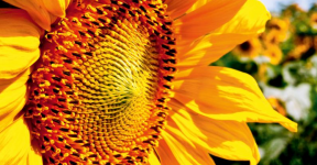 Gratis 🌻 Sonnenblumensamen