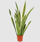 Bogenhanf – Sansevieria Laurentii (60-70cm) für 20,98 € inkl. Versand (statt 25,98 €)