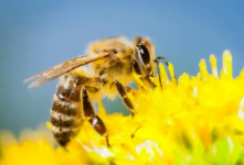 Gratis: Bio- Wildblumensamen 🐝 kostenlos bei Greenpeace