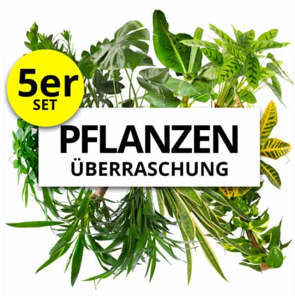 Pflanzeplus 5Er-Set Pflanzenüberraschung Xxl