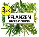 3er Set Pflanzenueberraschung Naturentdecker PflanzePlus de