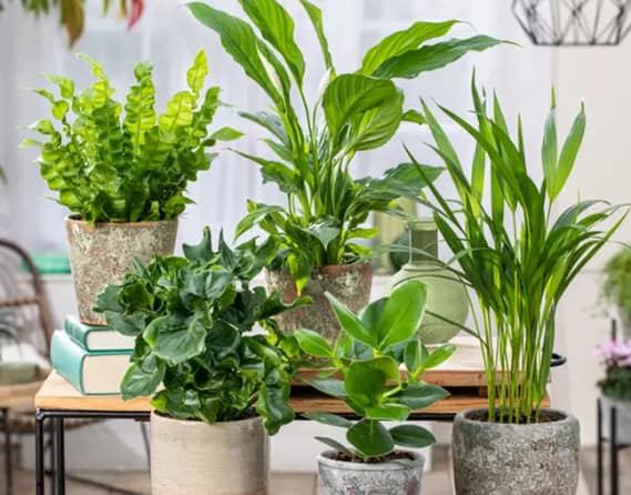 Bis Zu 61 Rabatt 5Er Set Zimmerpflanzen Mit Luftreinigenden Eigenschaften Groupon