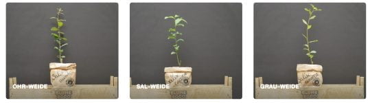 Gratis Weidenbaum bei Blume2000 ab 12. Oktober