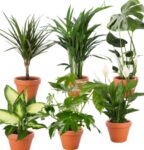 er Set Pflanzen mit Monstera Co PflanzePlus de