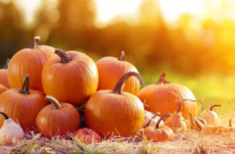 marktguru: 0,60 € Cashback auf Kürbis 🎃 (effektiv Kürbis für 3,39 € bei Kaufland bis 15.10.)