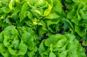 marktguru: 0,40 € Cashback auf Kopfsalat 🥗 (effektiv für 0,29 € bei REWE)