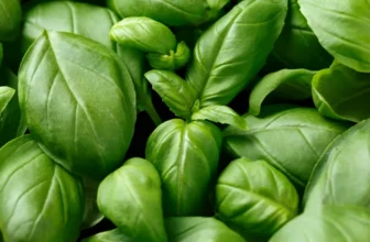 Marktguru: 0,40 € Cashback auf Basilikum