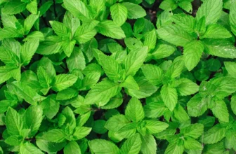 marktguru: 0,40 € Cashback auf Minze