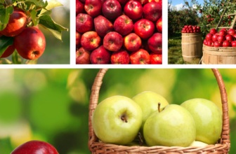 🍏 Kostenlose Früchte, Kräuter und Nüsse in deiner Nähe 🌰 - Entdecke frische Naturprodukte