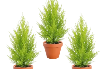 3er-Set Zimmerzypresse Goldcrest (40-50cm Ø 12-15cm Topf) für 17,48 € inkl. Versand