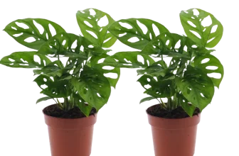 Monstera Monkey Leaf Affenblatt 2er Set (25-30cm, ø 12-15cm Topf) für 22,48 € inkl. Versand