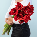 10 rote Amaryllis für 10,00 € inkl. Versand (statt 19,98 €)