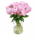 20 Pfingstrosen “Sarah Bernhardt” für 24,98€ inkl. Versand 🌹