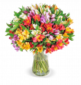 35 Inkalilien mit bis zu 400 Blüten für 24,98€ inkl. Versand 💐