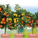 3x Zitrusbäume (80-120cm) – Orange, Zitrone, Mandarine
