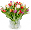 45 bunte Tulpen für 21,98€ inkl. Versand