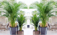 4x Areca-Palme mit luftreinigender Wirkung – für 37,18€ inkl. Versand statt 45€