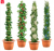 4er Set Säulenobst-Pflanzen (Weiße Johannisbeeren, Grüne Stachelbeeren, Himbeeren und Heidelbeere) ab 19,99 inkl. Versand