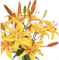 20 Gelbe Lilien mit XXL Blüten für 23,94€ inklusive Versand.