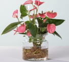 Water Plant Anthurie in Rosa mit Glasvase für 10,00 € inkl. Versand (statt 25,00 €)
