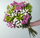 Chrysanthemen Mix Madiba für 10,00 € inkl. Versand (Neukunden/ Gastbestellungen)