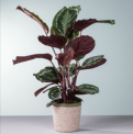 Calathea Pflanze 🌱 im Topf für 10,00 € inkl. Versand