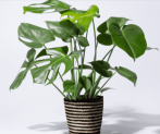 Monstera mit Korb für nur 10,00€ inkl. Versand (statt 19,99€ )