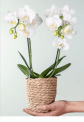 Orchidee in Weiß mit Korb für 10,00 € inkl. Versand