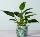 Philodendron Imperial Green 🌱 mit Übertopf für 9,99 € inkl. Versand (statt 20,00 €)