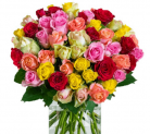 44 bunten Rosen – Blumenstrauß “Shining Star” für 24,98€ ( 0,57€ pro Rose)
